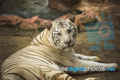 Beautiful Tiger Stock Photo