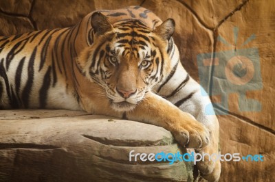 Beautiful Tiger Stock Photo