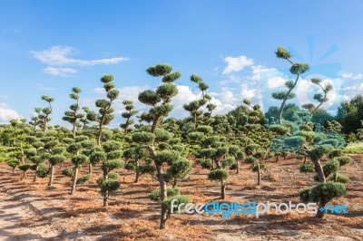 Beautiful Topiary Shapes In Conifers Stock Photo