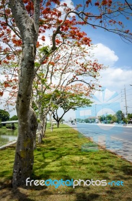 Beautiful Tree Beside A Road Stock Photo