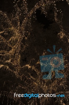 Beautiful Tree Located In Brisbane City Covered In Lights Stock Photo