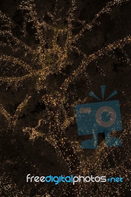 Beautiful Tree Located In Brisbane City Covered In Lights Stock Photo