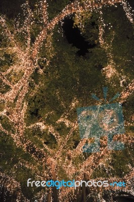 Beautiful Tree Located In Brisbane City Covered In Lights Stock Photo