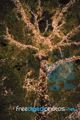 Beautiful Tree Located In Brisbane City Covered In Lights Stock Photo