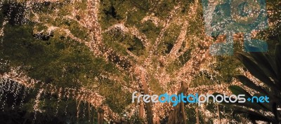 Beautiful Tree Located In Brisbane City Covered In Lights Stock Photo