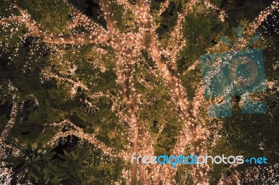 Beautiful Tree Located In Brisbane City Covered In Lights Stock Photo