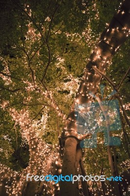 Beautiful Tree Located In Brisbane City Covered In Lights Stock Photo