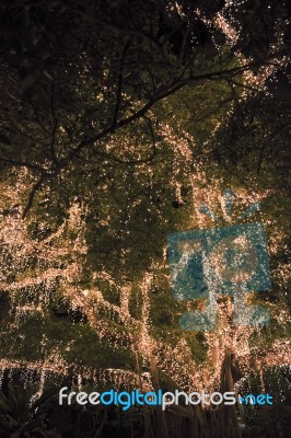 Beautiful Tree Located In Brisbane City Covered In Lights Stock Photo