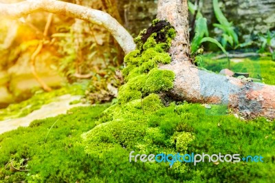 Beautiful Tree With Moss Cover. Nature Green Wood Sunshine Background Stock Photo