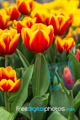 Beautiful Tulip In The Garden Stock Photo