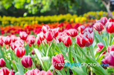 Beautiful Tulips Flowers Field Stock Photo