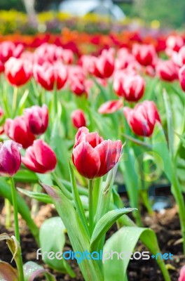 Beautiful Tulips Flowers Field Stock Photo