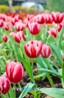 Beautiful Tulips Flowers Field Stock Photo