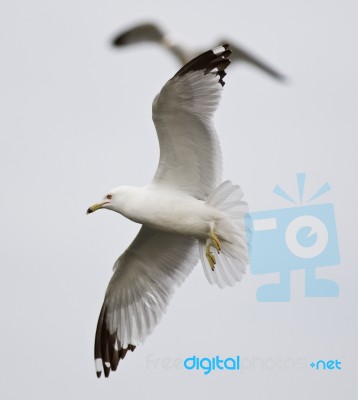 Beautiful Turn Of The Gull In Flight Stock Photo