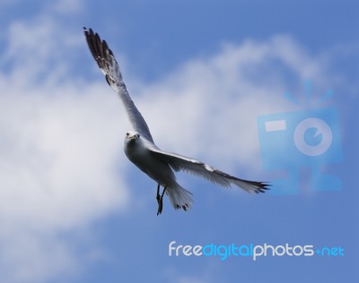 Beautiful Turn Of The Ring-billed Gull With The Blue Skyes On The Background Stock Photo