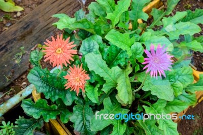 Beautiful Two Orange Gerbera And One Pink Gerbera Flower In Gard… Stock Photo