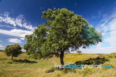 Beautiful View Of Two Trees On The Rural Countryside Stock Photo