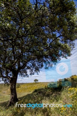 Beautiful View Of Two Trees On The Rural Countryside Stock Photo