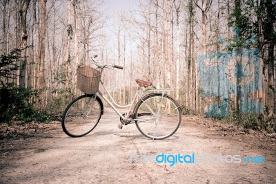 Beautiful Vintage Bicycle In The Forest Stock Photo