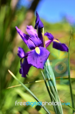 Beautiful Violet Flower Stock Photo