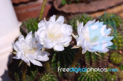 Beautiful White Cactus Flower In Thailand Stock Photo