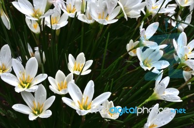 Beautiful White Flowers Stock Photo