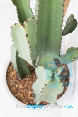 Beautiful White Mable With Green Cactus Stock Photo