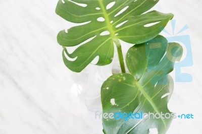 Beautiful White Mable With Green Plant On Top Stock Photo