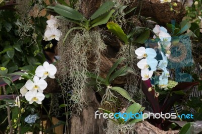 Beautiful White Orchid Flower Blooming Stock Photo