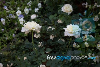 Beautiful White Rose Flower In The Garden Stock Photo