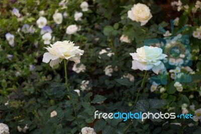 Beautiful White Rose Flower In The Garden Stock Photo