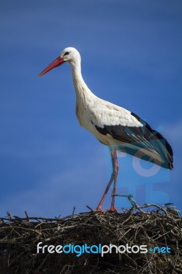 Beautiful White Stork Bird On The Nest Stock Photo