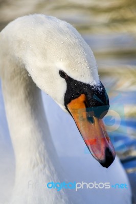 Beautiful White Swan Bird Stock Photo