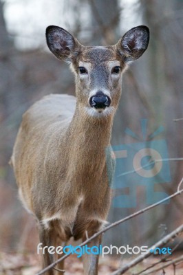 Beautiful Wild Deer With The Big Eyes And Ears Stock Photo