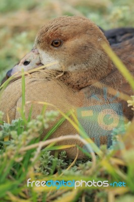 Beautiful Wild Duck Stock Photo