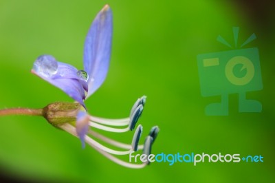 Beautiful Wild Flower In Forest Stock Photo