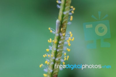 Beautiful Wild Flower In Forest Stock Photo