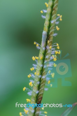 Beautiful Wild Flower In Forest Stock Photo