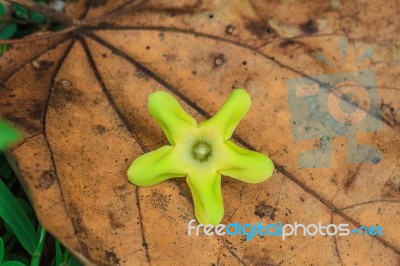 Beautiful Wild Flower In Forest Stock Photo