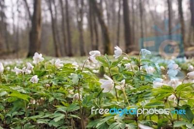 Beautiful Wild White Flowers In Forest Stock Photo