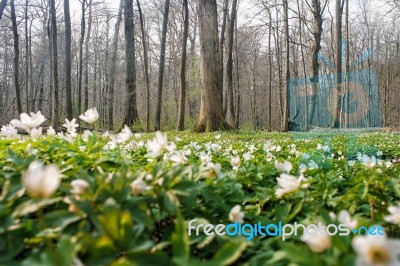 Beautiful Wild White Flowers In Forest Stock Photo