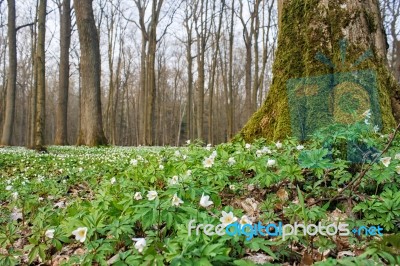 Beautiful Wild White Flowers In Forest Stock Photo