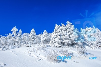 Beautiful Winter Landscape, Trees Covered With White Snow And Blue Sky Stock Photo