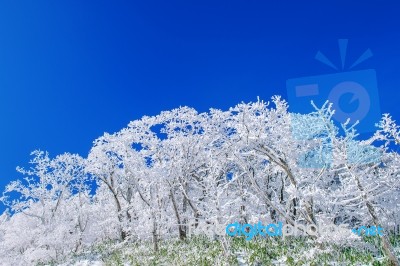 Beautiful Winter Landscape, Trees Covered With White Snow And Blue Sky Stock Photo