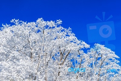 Beautiful Winter Landscape, Trees Covered With White Snow And Blue Sky Stock Photo