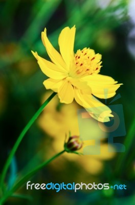 Beautiful Yellow Cosmos Flower Stock Photo