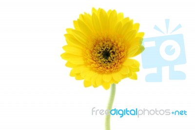 Beautiful Yellow Flower Stock Photo