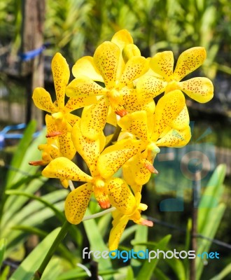 Beautiful Yellow Orchid In Garden Stock Photo