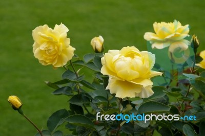 Beautiful Yellow Roses (rosa) On Display At Butchart Gardens Stock Photo