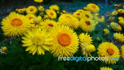 Beautiful Yellow Straw Flower Stock Photo